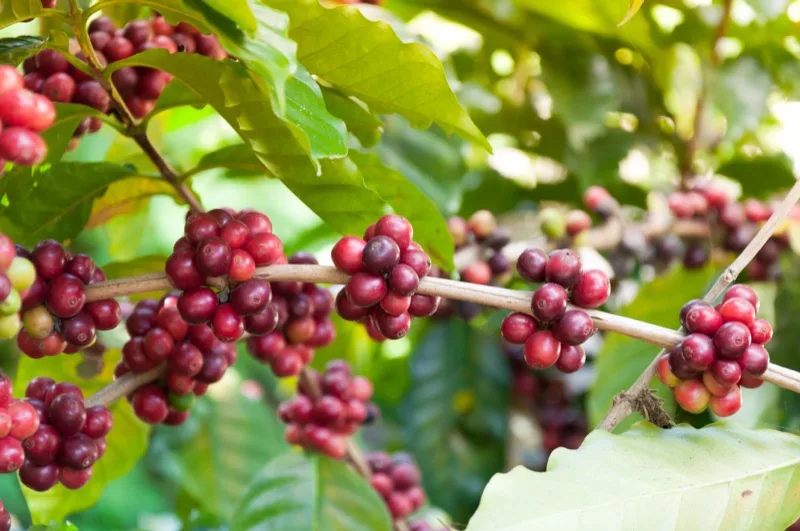 Ripe red coffee cherries on the branch during the main crop