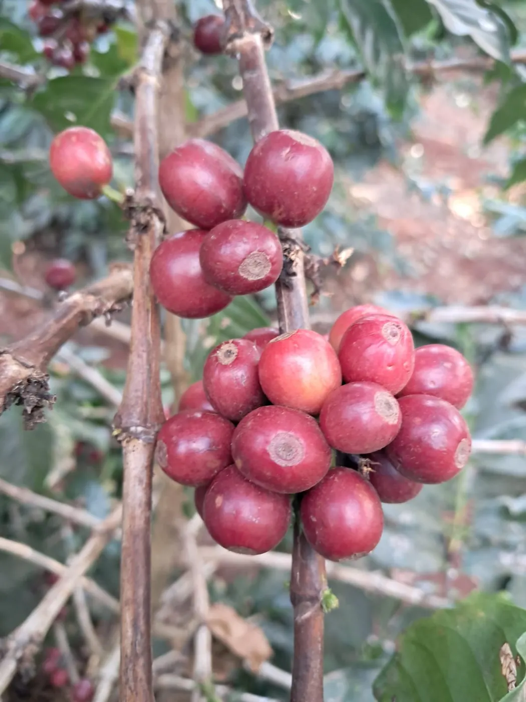 Close-up of tight clusters of deep red, ripe coffee cherries growing along a branch.